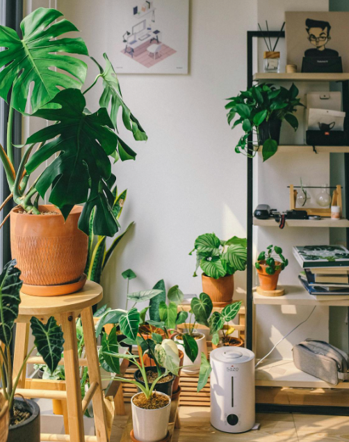 가습기 주변에 초록색 식물이 가득 있는 쾌적한 이미지