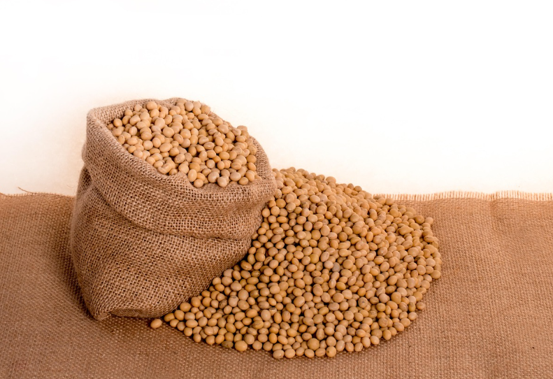 식물성 단백질의 원료인 콩 이미지