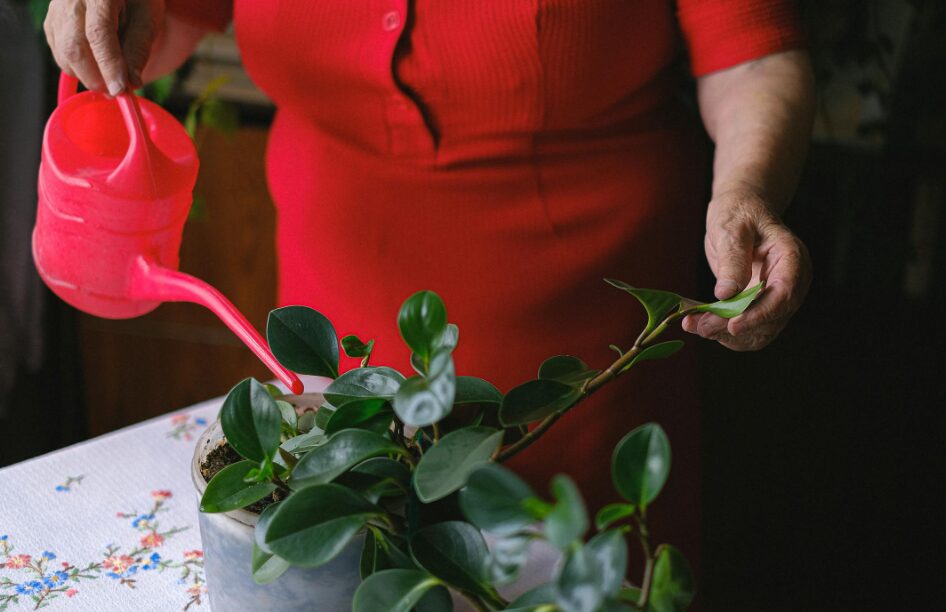 실내에서 화분을 가꾸시는 노인분의 이미지