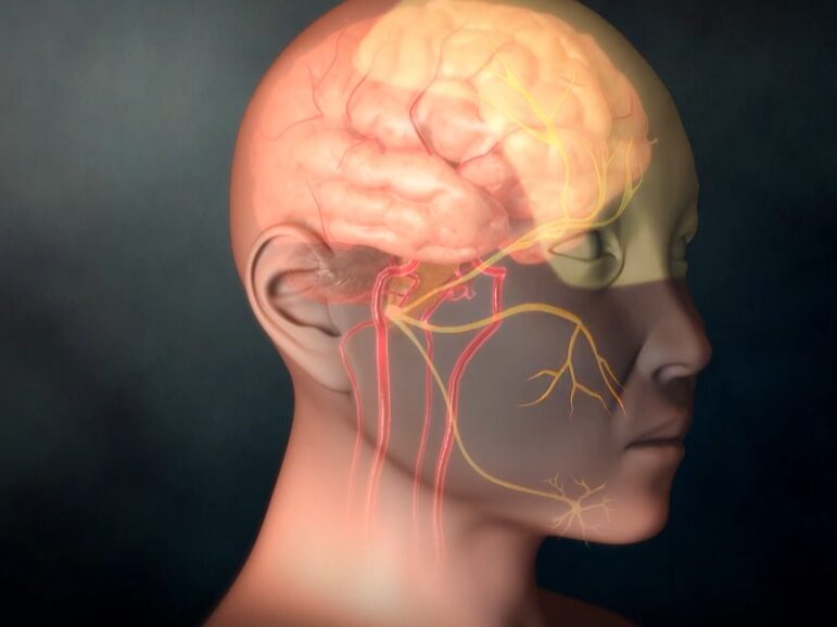 안면신경 구조와 뇌신경의 관계 이미지